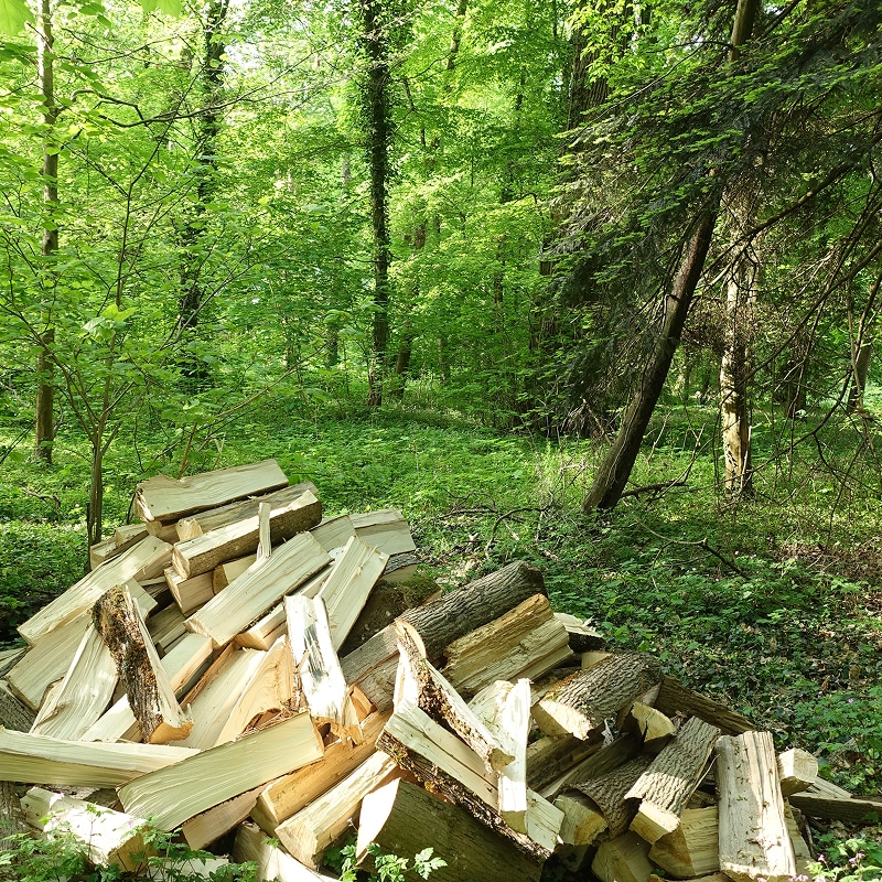 Tailler la haie : Sécateur professionnel pour entretien du jardin Gros plan sur un sécateur coupant une pousse de haie. Gants de jardinage et feuilles vert brillant en pleine lumière.