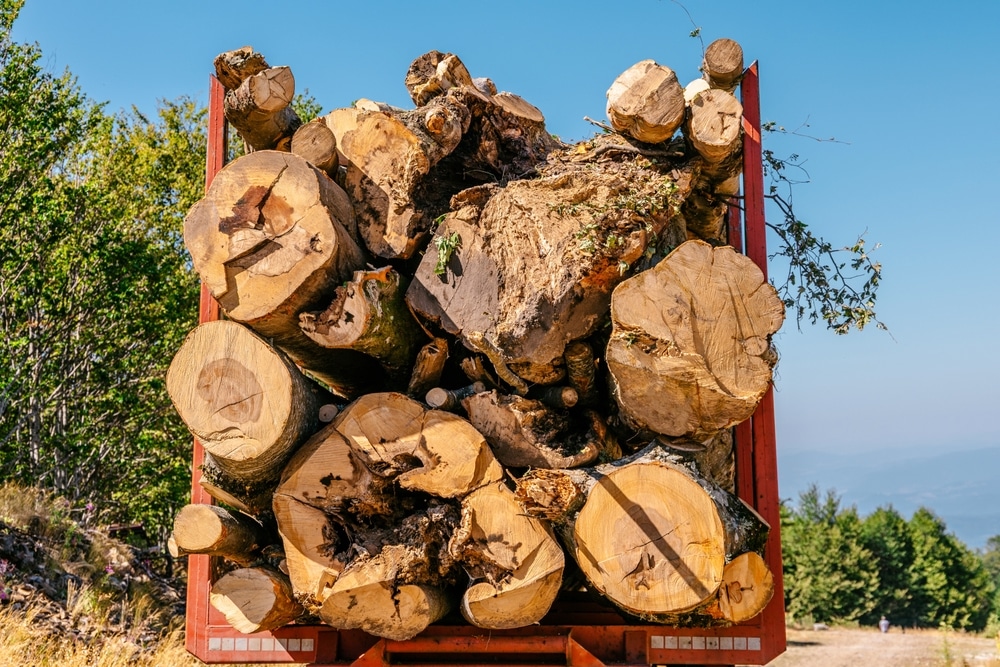 Bûches et troncs bruts : chargement massif de bois de forêt. Chargement massif de gros troncs et bûches fraîchement coupées sur un camion rouge, en pleine forêt sous un ciel bleu éclatant.
