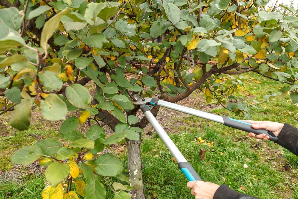 Élagage professionnel : réussir la taille d'un arbre en automne. Élagage d'un jeune arbre en automne. Des mains coupent une branche épaisse avec un ébrancheur professionnel.