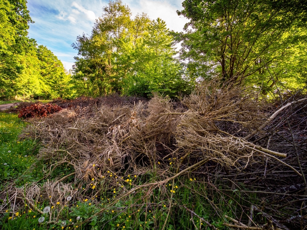 Déchets verts et tas de branches: gestion en forêt luxuriante. Grand tas de branches sèches (déchets verts) sur herbe fleurie. Arbres feuillus luxuriants et chemin sous un ciel bleu lumineux.